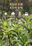 30g Small Can of Crushed Silver Tea Fossilized Ripe Pu-erh Tea Ripe Tea 糯米香特级茶叶