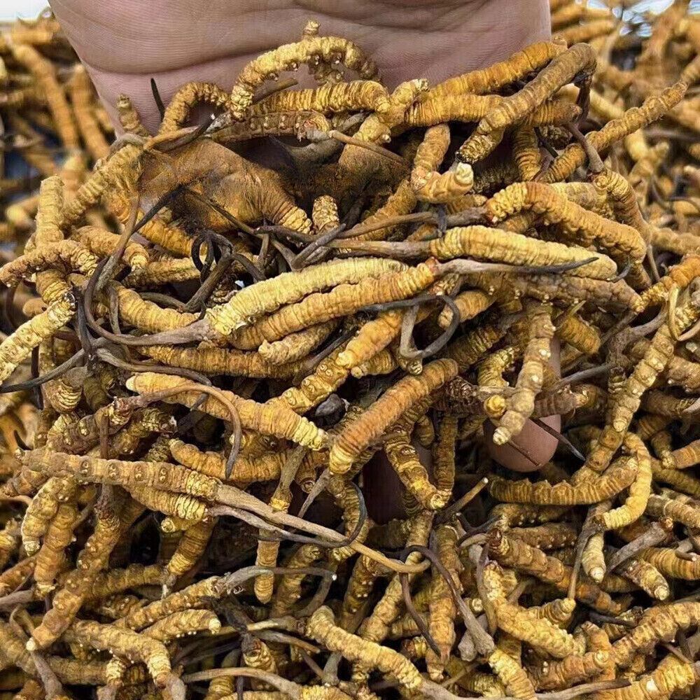 Rare Tibet Wild Cordyceps Sinensis Chinese Caterpillar Fungus Wild Cordyceps4pcs Main image