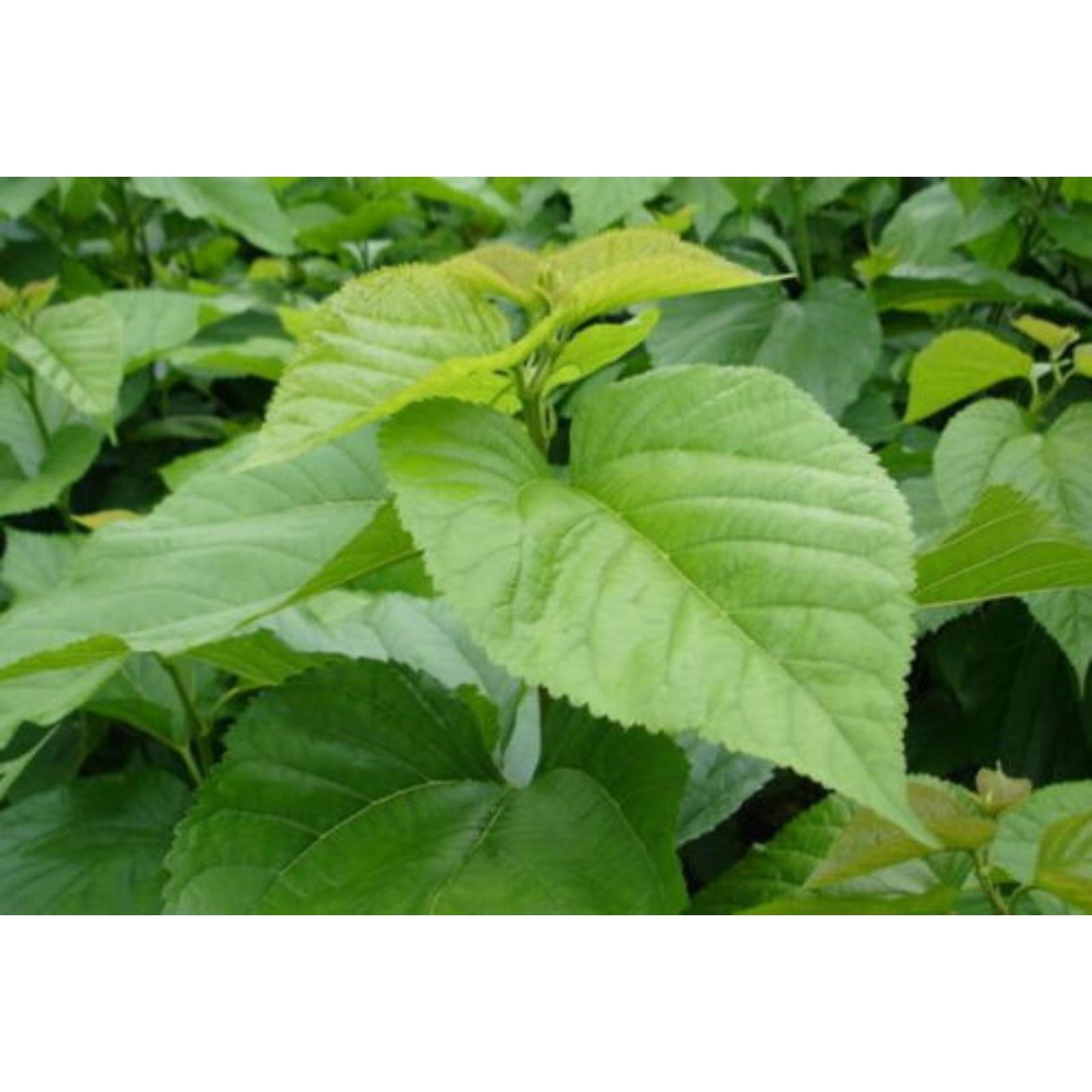100g Natural Health Support Organic Mulberry Leaf Extract Powder 10:1 Secondary image