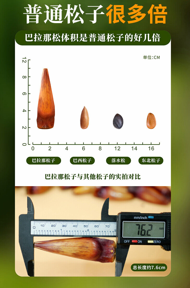 Premium Authentic Parana Pine Nuts Natural High Quality For Sale On Ebay