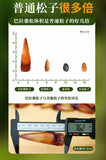 Premium Authentic Parana Pine Nuts Natural High Quality For Sale On Ebay