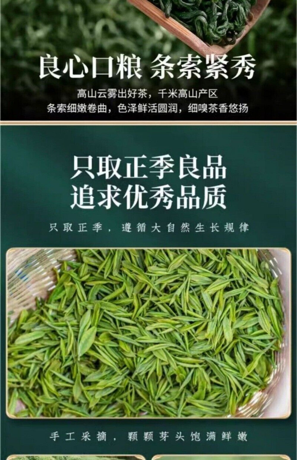 High Mountain Cloud Maojian Green Tea Loose Leaf 2025 Spring Harvest Fragrant