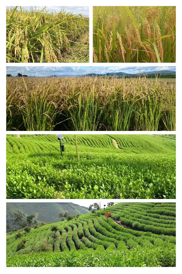 Green Tea Brown Rice Tea Organic Genmaicha New Arrival Japanese Style Genmaicha