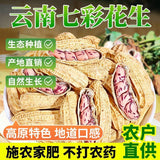 Yunnan Colorful Roasted Peanuts - Whole Peanuts Snack