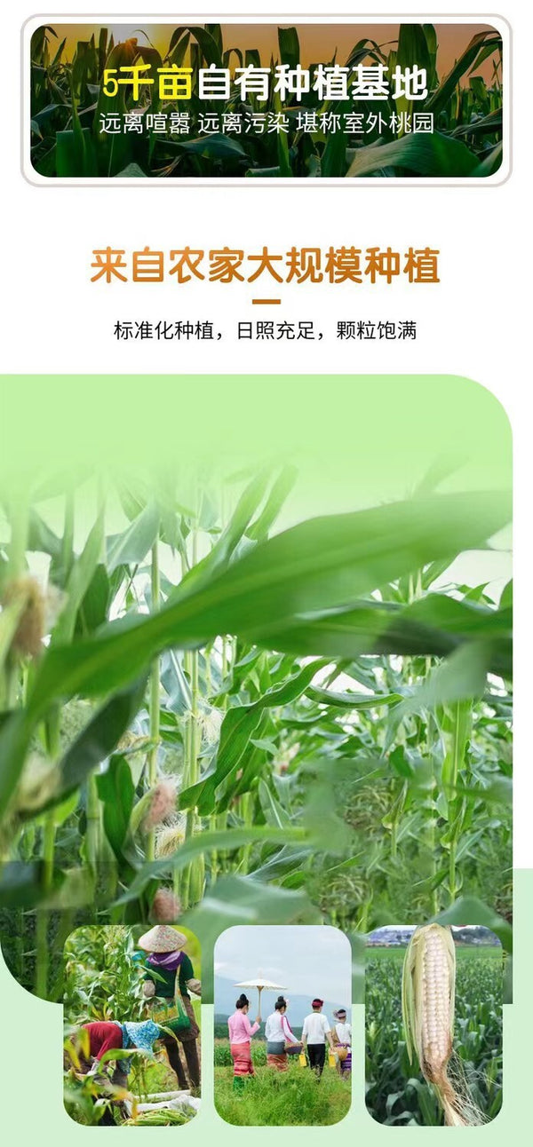 Yunnan Xishuangbanna Dried Corn Snacks – Sweet & Glutinous, Vacuum Packed Fresh