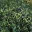 Wholesale dandelion tea brahmi tea dandelion tea bulk herbal tea 17.6oz