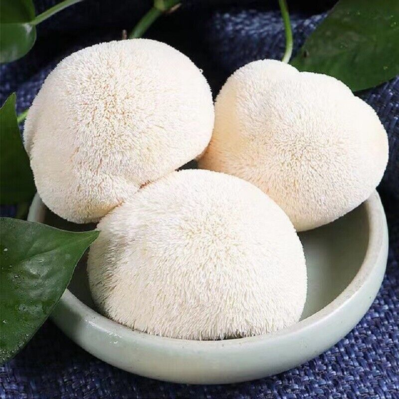 100% Organic Natural Dried Lion's Mane Mushroom  Herbs Healthy Care 500g/1.1LB Secondary image