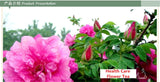 Rose Bud Flower Tea 50g Fragrant Dried Chinese Herbal Premium Loose