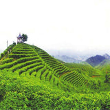 Longjing Dragon Well Green Tea 250g Spring High Quality Famous China Premium