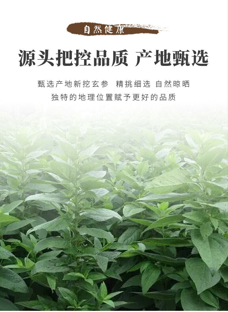 Premium Scrophularia Root  High Quality Affordable