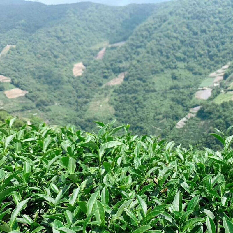 Natural Origin Taiwan  Green Tea Organic Loose Leaf Tea Slimming Milk Oolong Tea