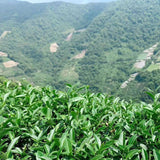 Natural Origin Taiwan  Green Tea Organic Loose Leaf Tea Slimming Milk Oolong Tea