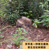 500g Genuine Poria Cocos Organic Herbbal Tea Used for Soup Porridge Health Care