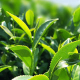 250g HelloYoung Jin Xuan Milk Oolong Tea Loose Leaf, Taiwan Oolong Green Tea