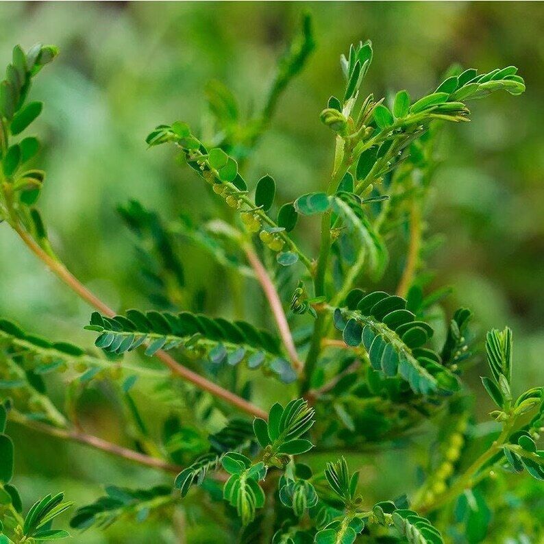 Herba Dried Phyllanthi Urinariae, Underleaf pearl, Phyllanthus urinaria Linn