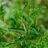 Herba Dried Phyllanthi Urinariae, Underleaf pearl, Phyllanthus urinaria Linn