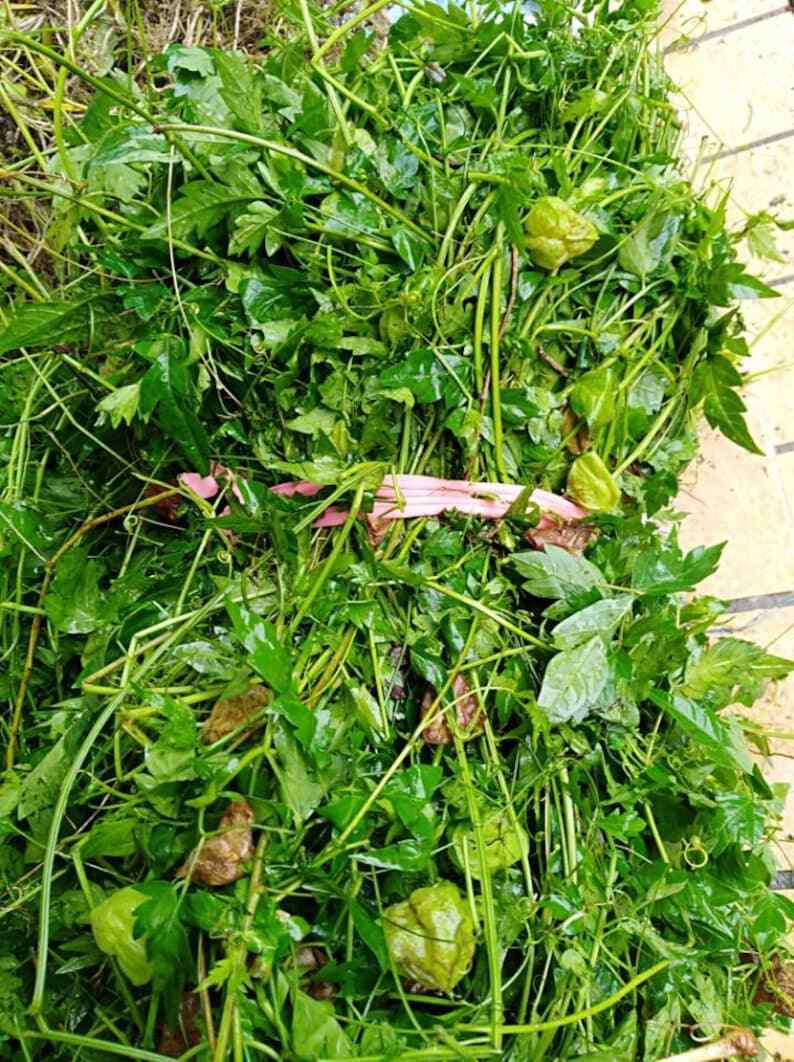 Organic Dried Herba Cardiospermum halicacabum, Balloon Vine, Dao Di Ling, 500g