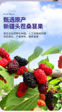 Mulberry Puree Sea Buckthorn Goji Berry Juice Ningxia Black Goji Herbal Drink