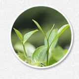 Refreshing Fuding White Tea Jasmine Hand Teared Health Tea White Tea Natural150g