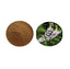 100g Goat's Rue 10:1 Extract - Natural Breast Milk Production Aid