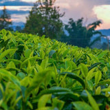 Natural High-Flavor Strong-Flavor Black Tea Lemon Black Tea Yinghong No. 9