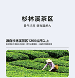 High Mountain Longfengxia Cold Tea Premium Shanlinxi Oolong Tea Taiwan