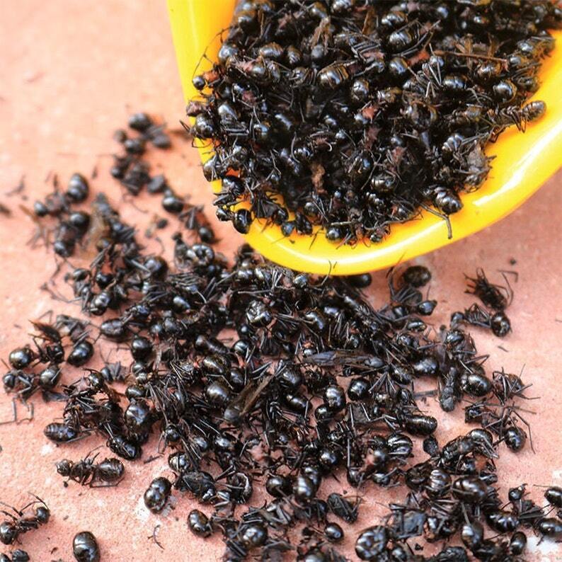 Wild Nature Dry Black Ants - Nature Ant As Food Herb Tonic Body Grate Quality