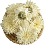 White Chrysanthemum Huangshan Chrysanthemum July Chrysanthemum Tribute 17.6oz