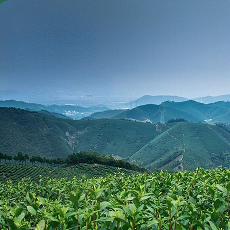 100g Premuim Organic Anji White Tea Chinese Spring Aromatic Loose Leaf Green Tea