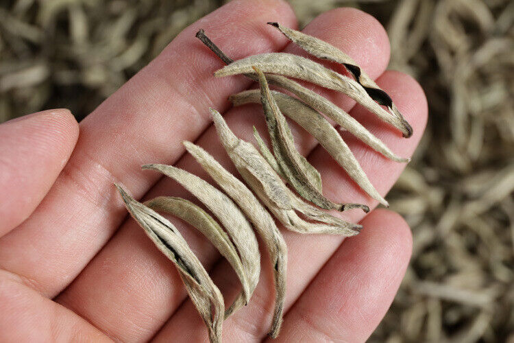 500g Puerh Tea Raw Tea White Hair Silver Needle Single Bud White Tea Loose Tea