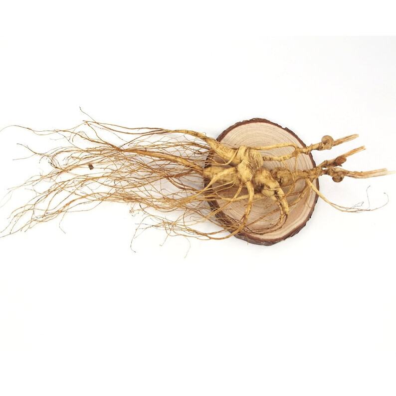 3 Pcs Dry Transplant Wild Ginseng Root 10-15 Years Relative Integrity Main image