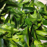 Natural high-quality ORGANIC Dried Mango leaves Quality Pure Leaf For Tea 500g