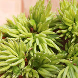 Natural Eucommia male flower ancient tree Eucommia male flower tea man tea