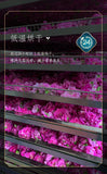Rose Dried Tea Rose Crown Flower Tea One Flower One Cup Soaked in Water 65g