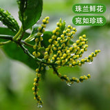 2024 New Tea Spring Tea Strong Aroma Green Tea Anhui Shexian Zhulan Flower Tea