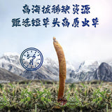 Cordyceps Sinensis Plump and Non-breaking Grass 4 Pieces/g Dong Chong Xia Cao