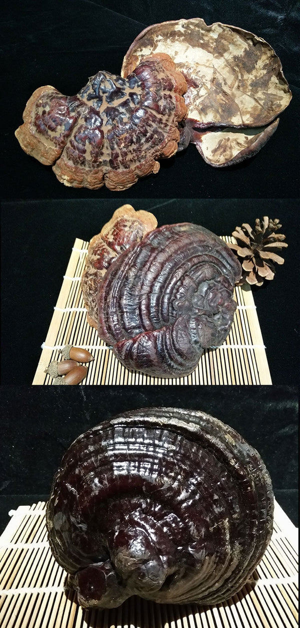 Black and Purple Reishi Mushroom Gift Box Whole Stem Ginseng