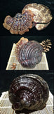 Black and Purple Reishi Mushroom Gift Box Whole Stem Ginseng