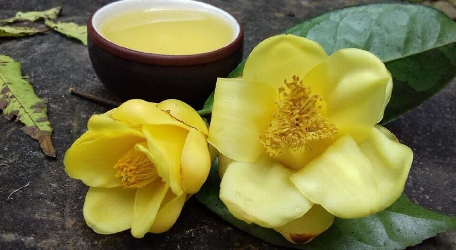 High Quality Dried Golden Camellia Golden Camellia Bloom Tea Flower Tea 500g