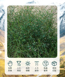 Apocynum Leaf Tea Blend with Mulberry Chrysanthemum Herbal Infusion