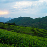 White Tea Natural Ancient Tree Golden Leaf Tea 300g Premium China Mint Aroma