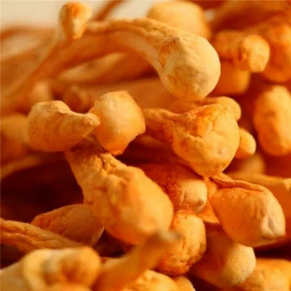 250g Bio Cordyceps Sinensis Dried Mushroom Traditional Chinese Herb