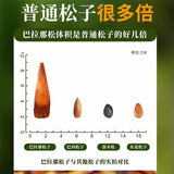 Yunnan Parana Pine Nuts – Hand-Picked Jumbo Shelled