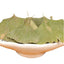 500g Dried Ginkgo Biloba Leaf Tea Herbal Health Pure Natural Anti-aging Green