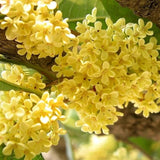 Organic Osmanthus Fragrans Flower Tea Chinese Herbs Tea Gui Hua Natural