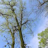 Organic Dried Folium Eucommia Tea Eucommia Ulmoides Oliv Tea Eucommia leaf Tea