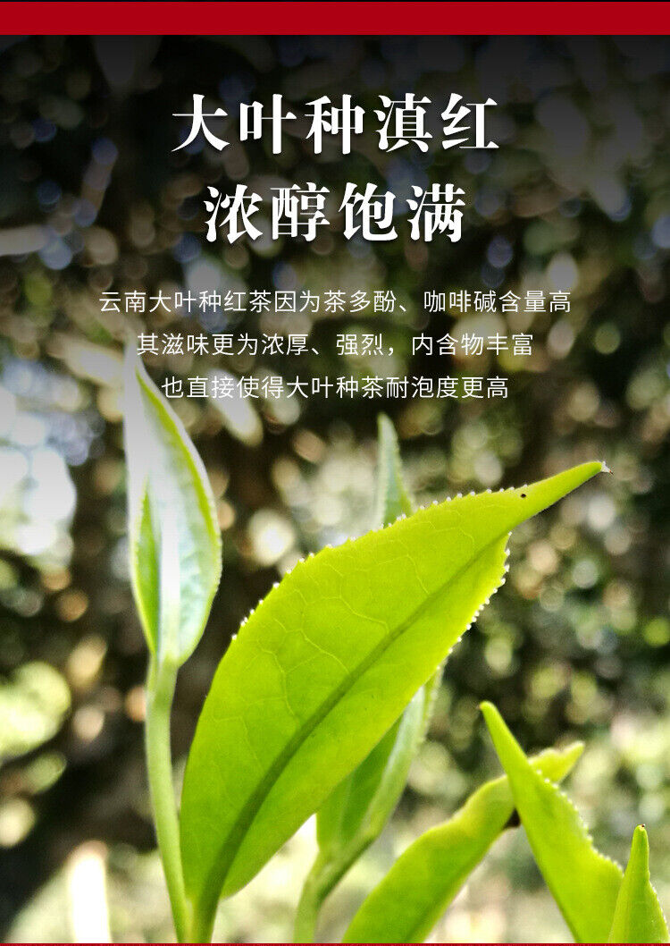 Yunnan Fengqing DianHong tea Pine Needle Un bourgeon une feuille Golden Needle