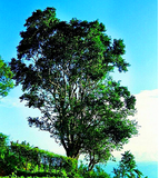 357g Dazhanhongtu Pu-erh Tea Puerh Raw Pu Erh Grand Plans Old Puer Tea Trees 普洱茶