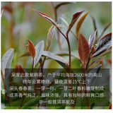 200g Ecology Zi Juan Dr. Pu'er Tea Wild Purple Ancient Tree Pu-erh Tea Puerh
