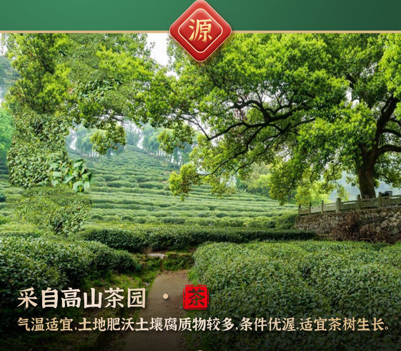 Minggulan Yunwu Maojian Tea Green Tea Spring Good Tea Stir-fried Young Buds 76g